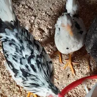 نیمچه گلین با کیفیت