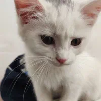 گربه|گربه|خوی, |دیوار