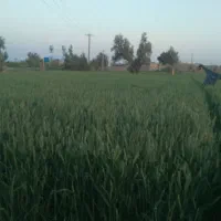 گندم