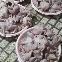 غذای حیوانات خونگی تازه بدون بو رنگ