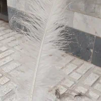 پر شتر مرغ (علامت)
