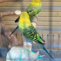 مرغ عشق .عروس هلندی
