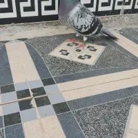 ماده ۹۰۰نشسته
