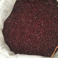 لوبیا قرمز