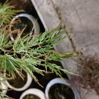 بن سای افرا بنسای نانا|گل و گیاه طبیعی|تهران, استاد معین|دیوار