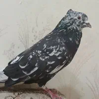 جفت سروردمسفید