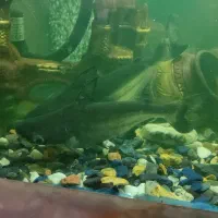 دو عدد فنکوس شکاری بزرگ