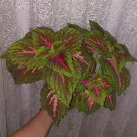 گل حسن یوسف 220