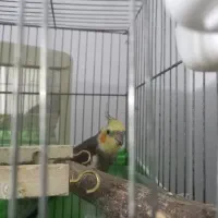جفت عروس هلندی