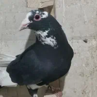 پلنگ. طوقی