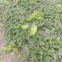 هندوانه.خربزه.در.اق.قلا