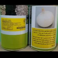بذر پیاز مینروا