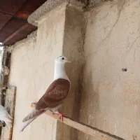 جوجه کلاغ کربلایی کاکلی زرد و سرخ