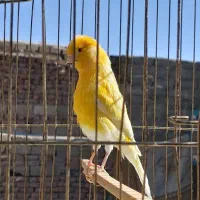 قناری مست خون شبانه روزی چند عدد ودوعدد سهره