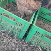 مرغ با مرغ روسی معامله