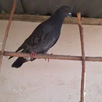 نر گیج بازی