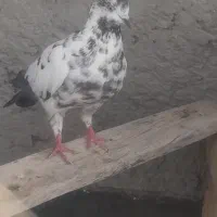کفتر