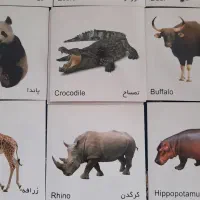 کارت اموزش حیوانات