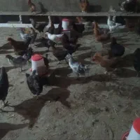 خروس و مرغ ۱۰۰ عدد جوان