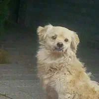 سگ.