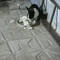 خرگوش