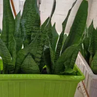 گل سانسوریا غنچه ای و کروباتی