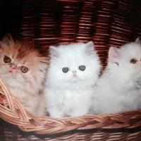 گربه های آپارتمانی