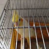 عروس هلندی