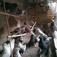 کبوتر فروشی