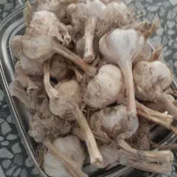 سیر