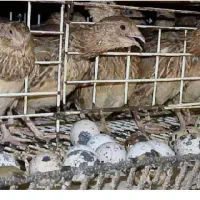 بلدرچین تخمگذار ژاپنی و بلدرچین گوشتی