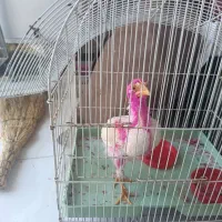 جوجه ی سه ماهه