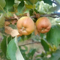 ویلا باغ شمس آباد