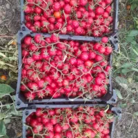 گوجه گیلاسی