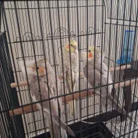 عروس هلندی نر ماده با جوجه