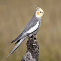 پیدا شده