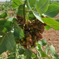 باغ-پسته-11-هزار-متر-17-ساله-روستای-خونان