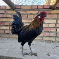 مرغ و خروس فونیکس