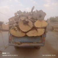 خرید چوب باغات به صورت نقدی بالاترین قیمت