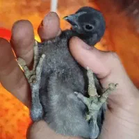 تخم نطفه دار ایام سمانی