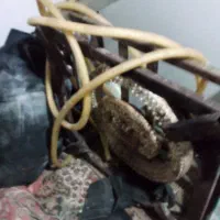 گاز تک شعله با شلنگ و...