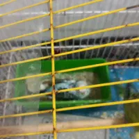 مرغ عشق|پرنده|قم, صفائیه|دیوار