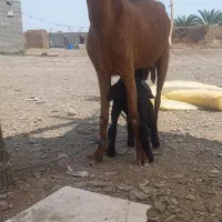 بز و بزغاله