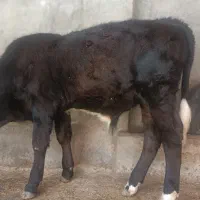 گوساله نر آمریکای