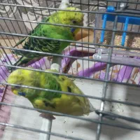 به جفت مرغ عشق