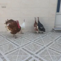 بوقلمون محلی