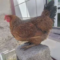 مرغ خروس گلین کرچ