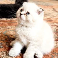 گربه اسکاتیش