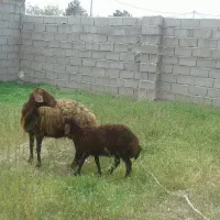 میش وبره ماده