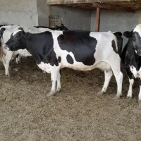 خرید و فروش ماده گاو جوانه دام سنگین خریدارم